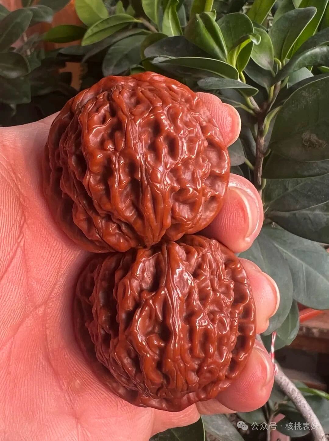 手中两枚北京核桃的实拍返图,可见核桃的自然纹路与红润色泽